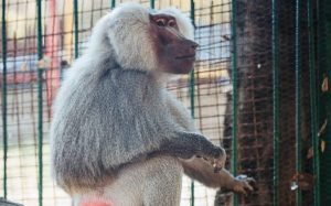zoo-stip