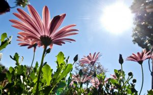 sonce-prolet-soncevo-vreme