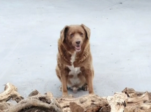 bobi-the-oldest-dog
