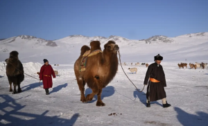 Mongoliska-kamila