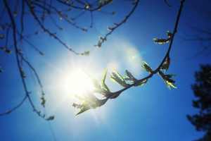 prolet-sonce