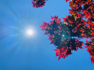 Sonce-Esen